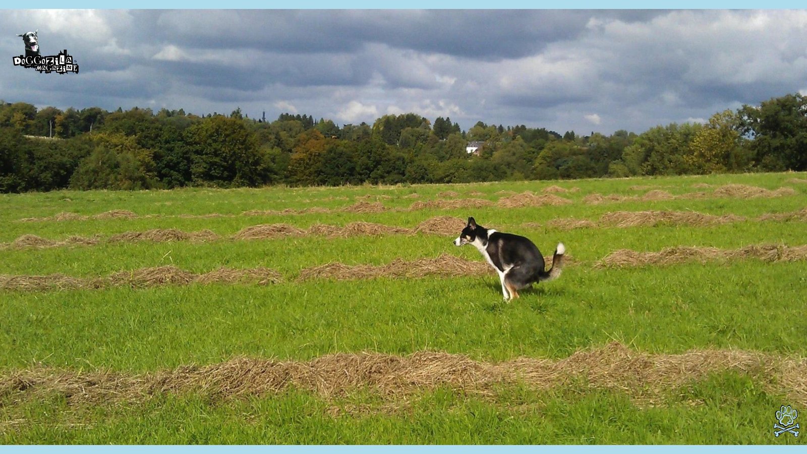 smart dog is doing his business in the middle of big open field