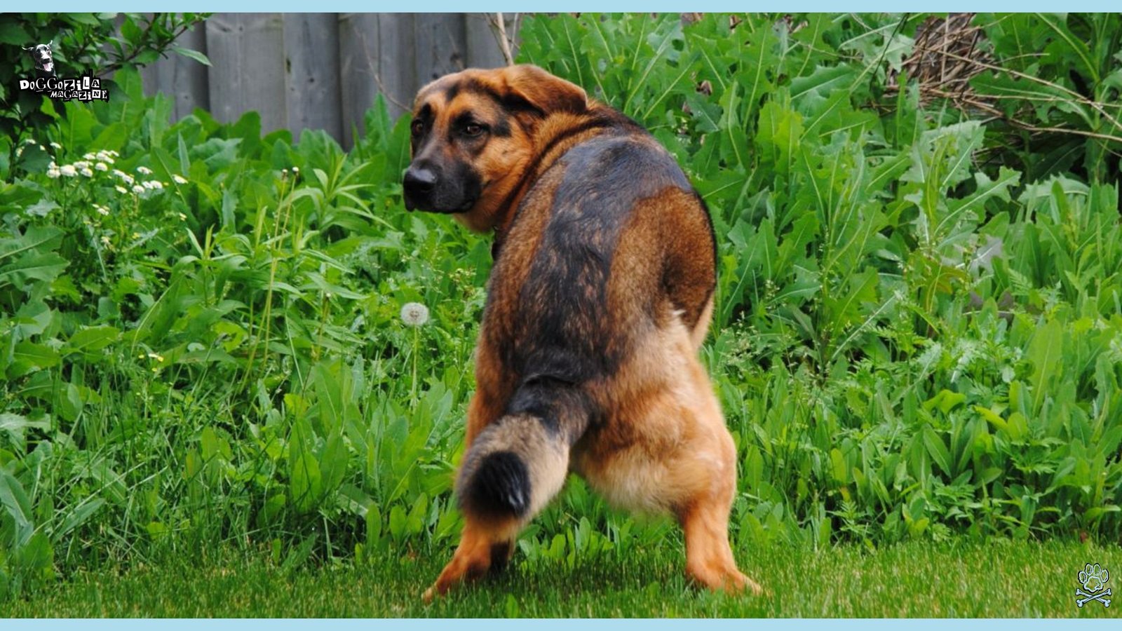 German Shepard looking at his owner like he is saying do not look at me now