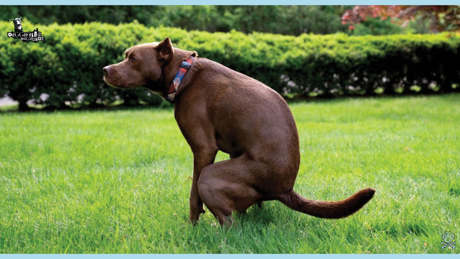 Have You Wondered How Do Dogs Decide Where To Poop