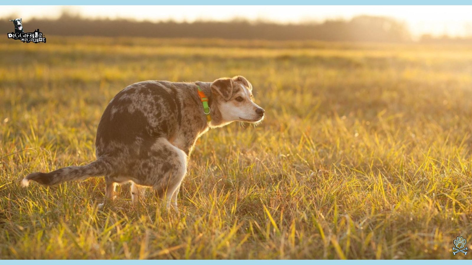 Did You Know How Do Dogs Decide Where To Poop