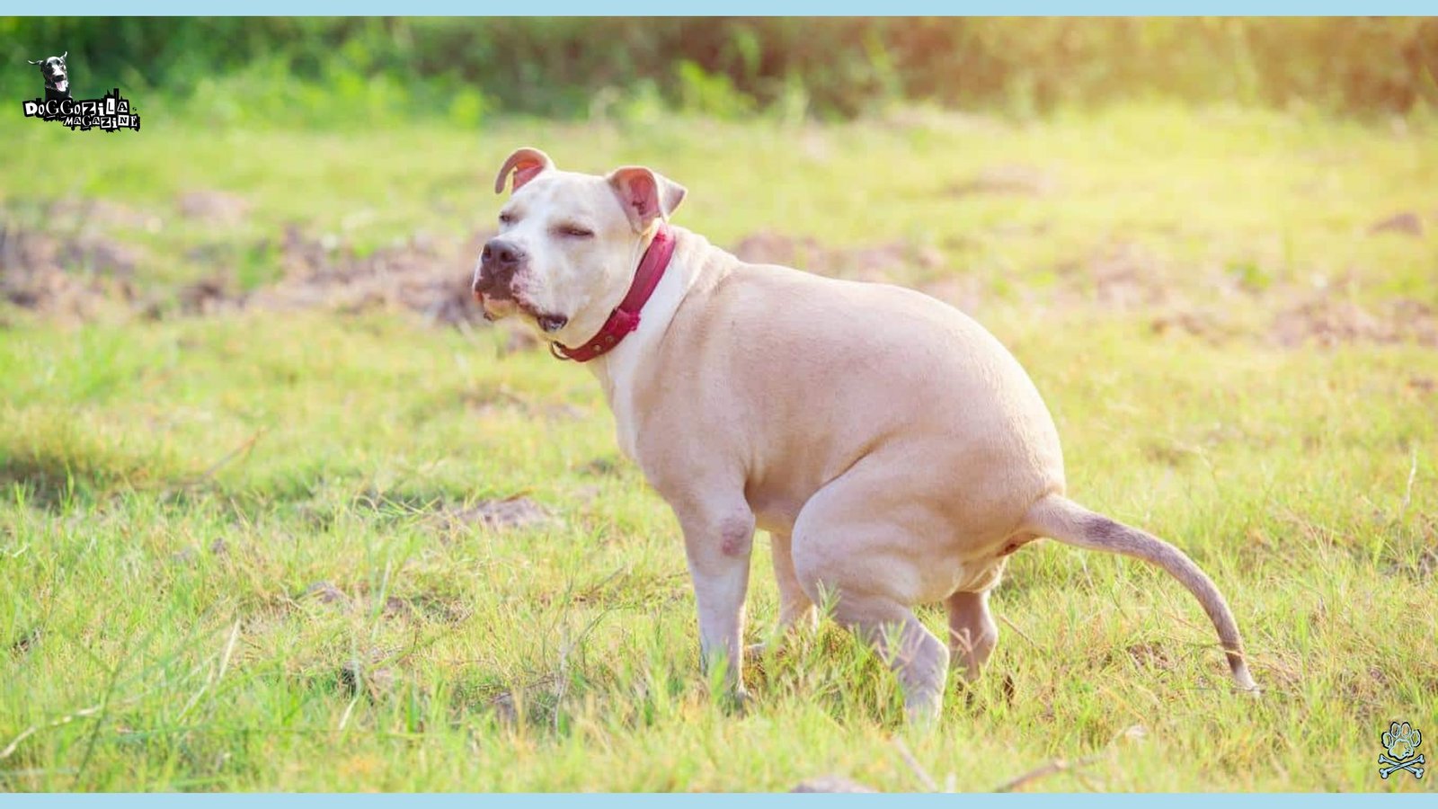 Did You Know How Do Dogs Decide Where To Poop