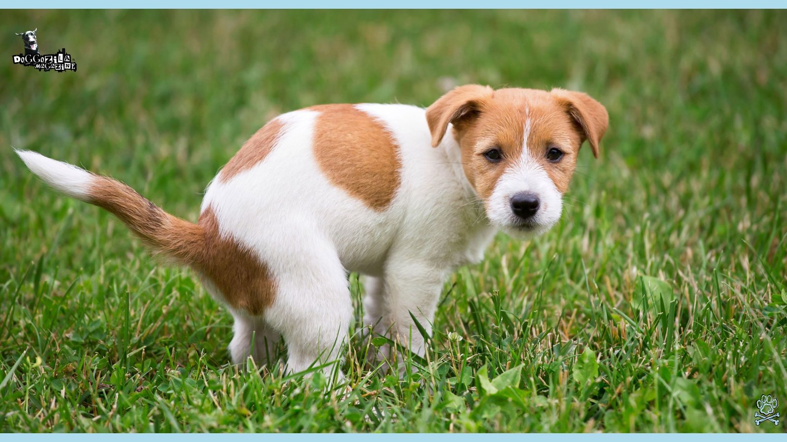 Did You Know How Do Dogs Decide Where To Poop