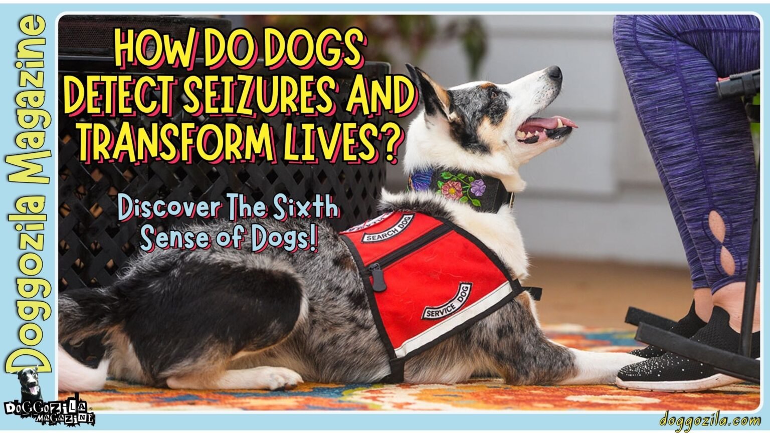 How Do Dogs Detect Seizures and Transform Lives