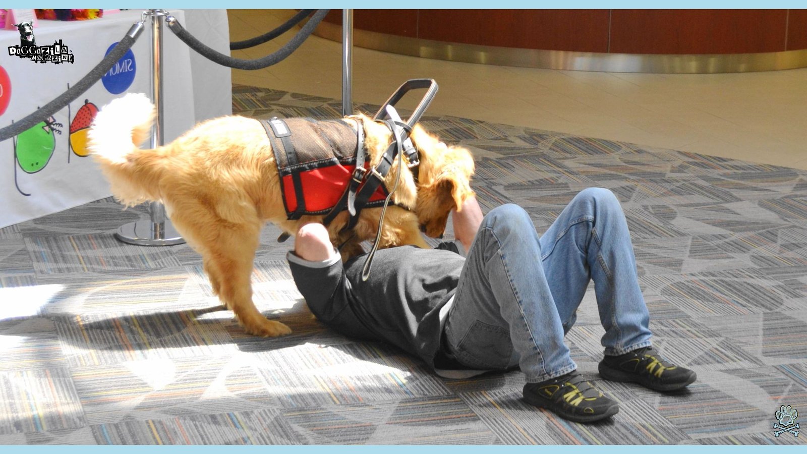 Seizure alert dog training in action