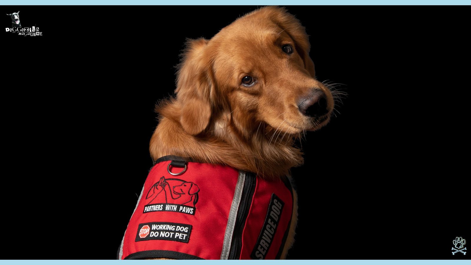 working golden retriever do not pet