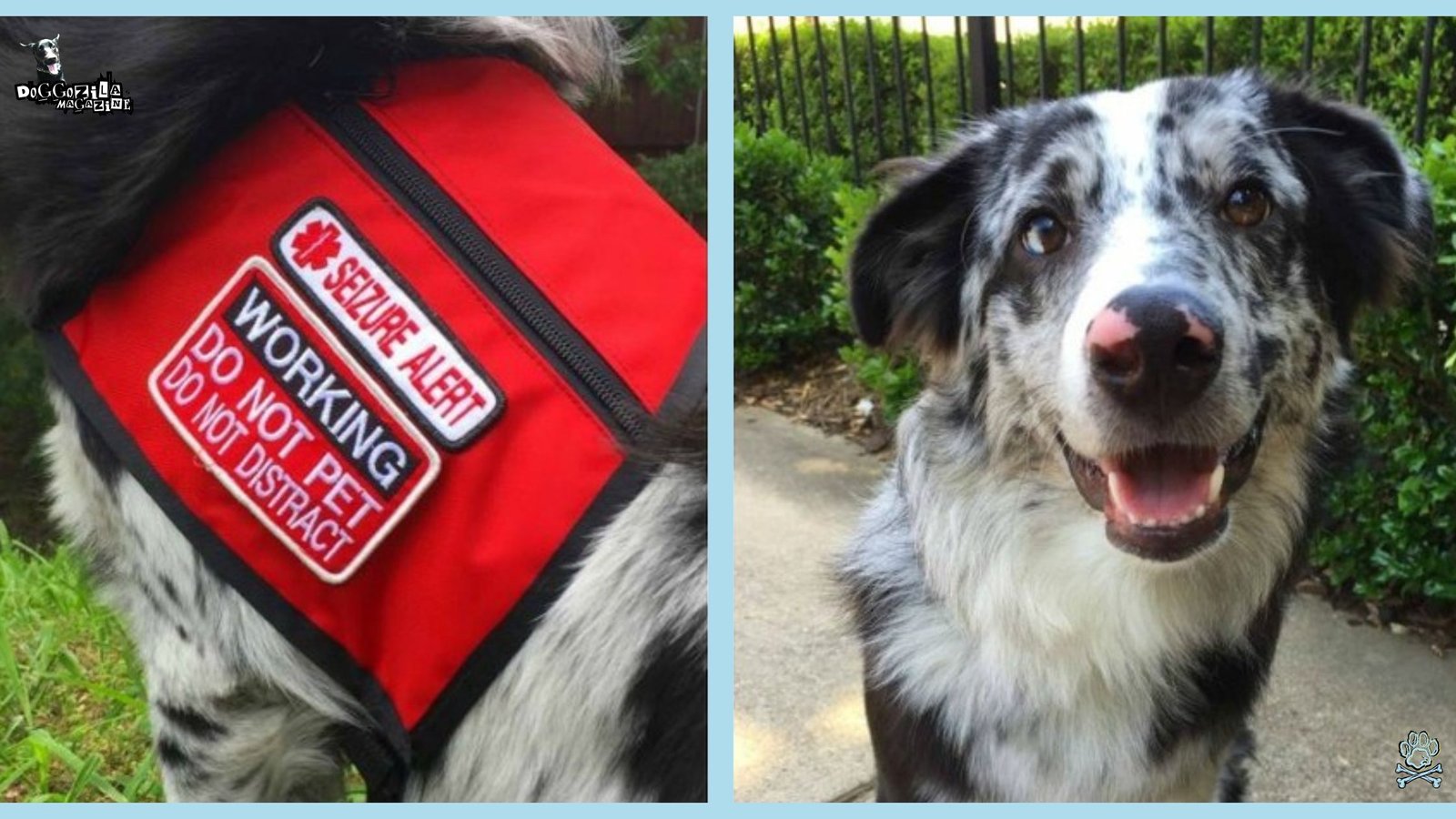 How Do Dogs Detect Seizures and Transform Lives