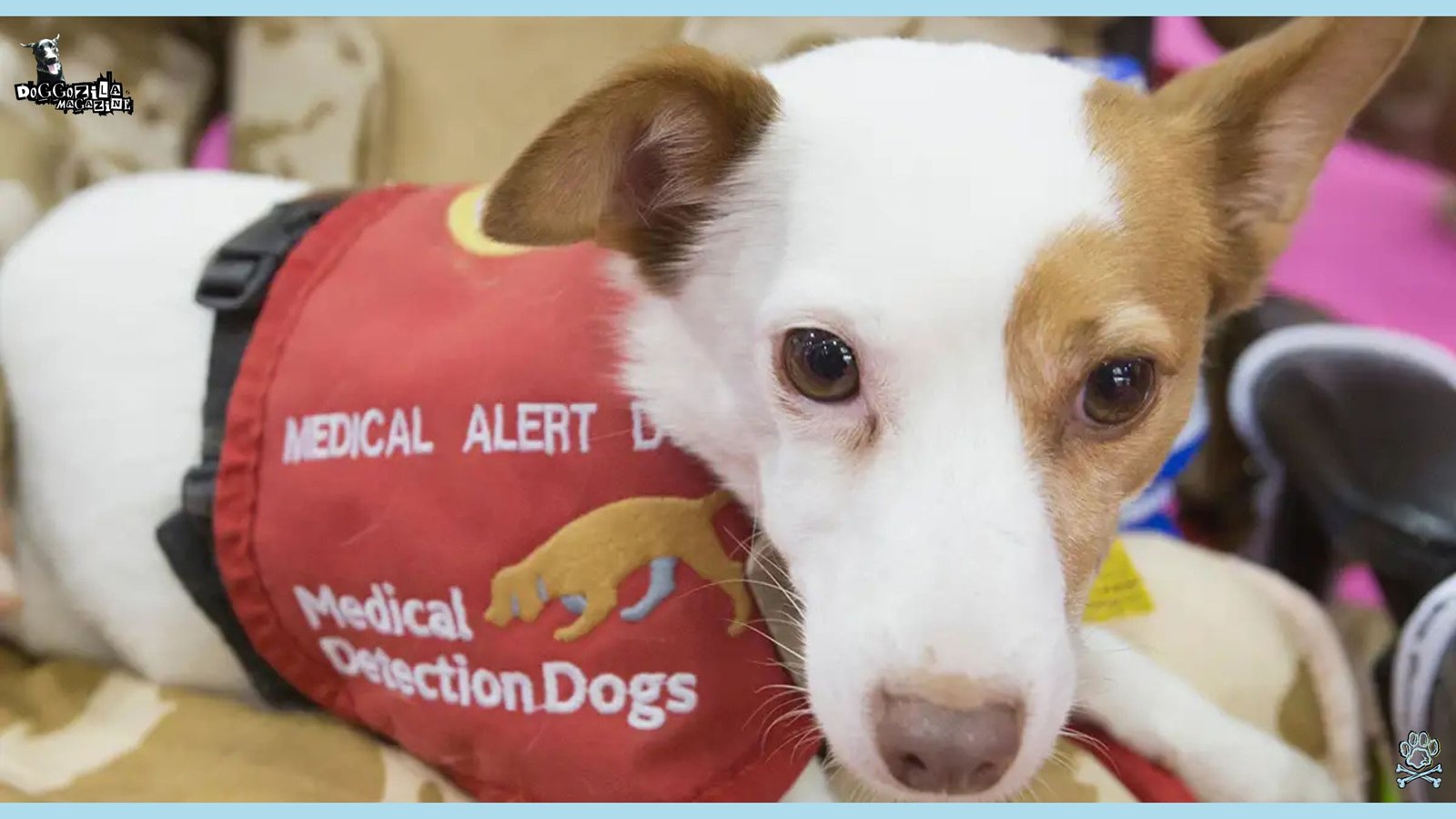 How Do Dogs Detect Seizures and Transform Lives