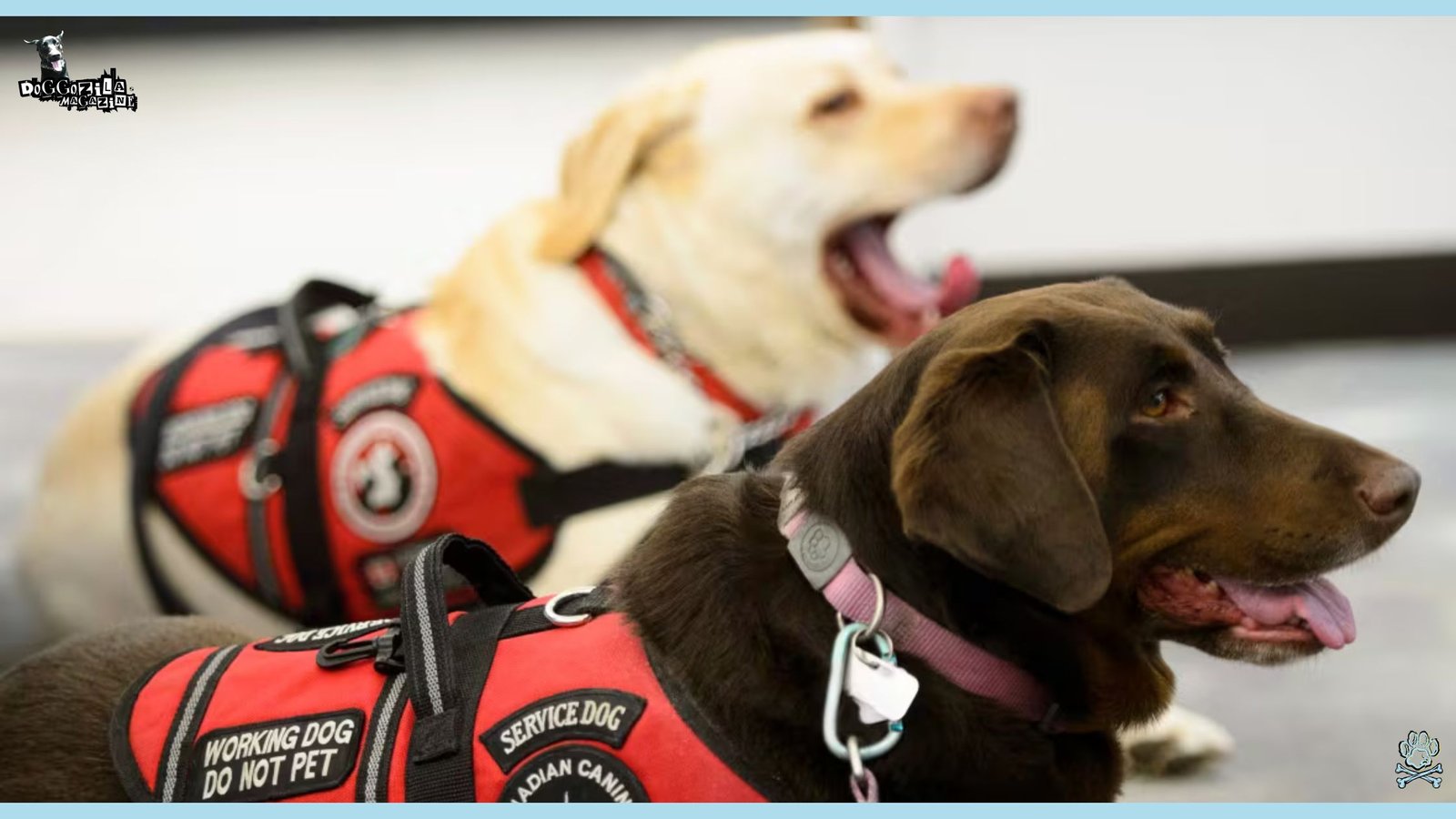 How Do Dogs Detect Seizures and Transform Lives