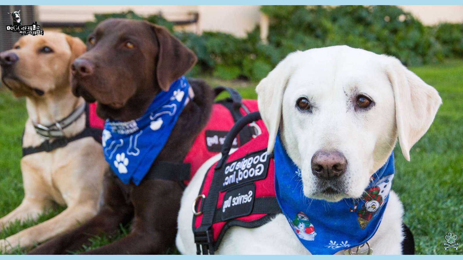 How Do Dogs Detect Seizures and Transform Lives