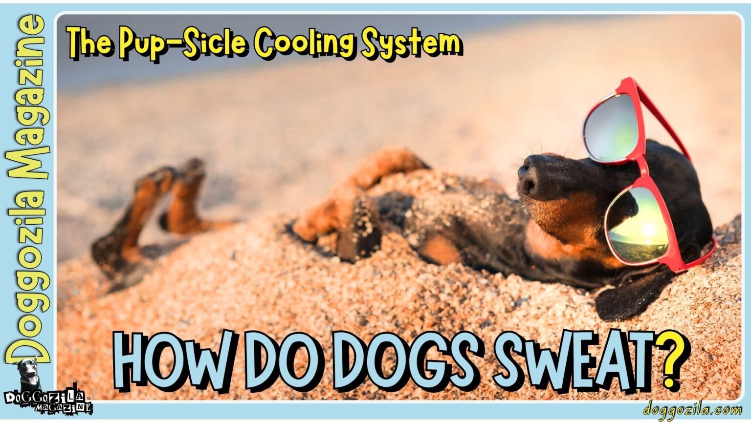 Did You Know How Do Dogs Sweat