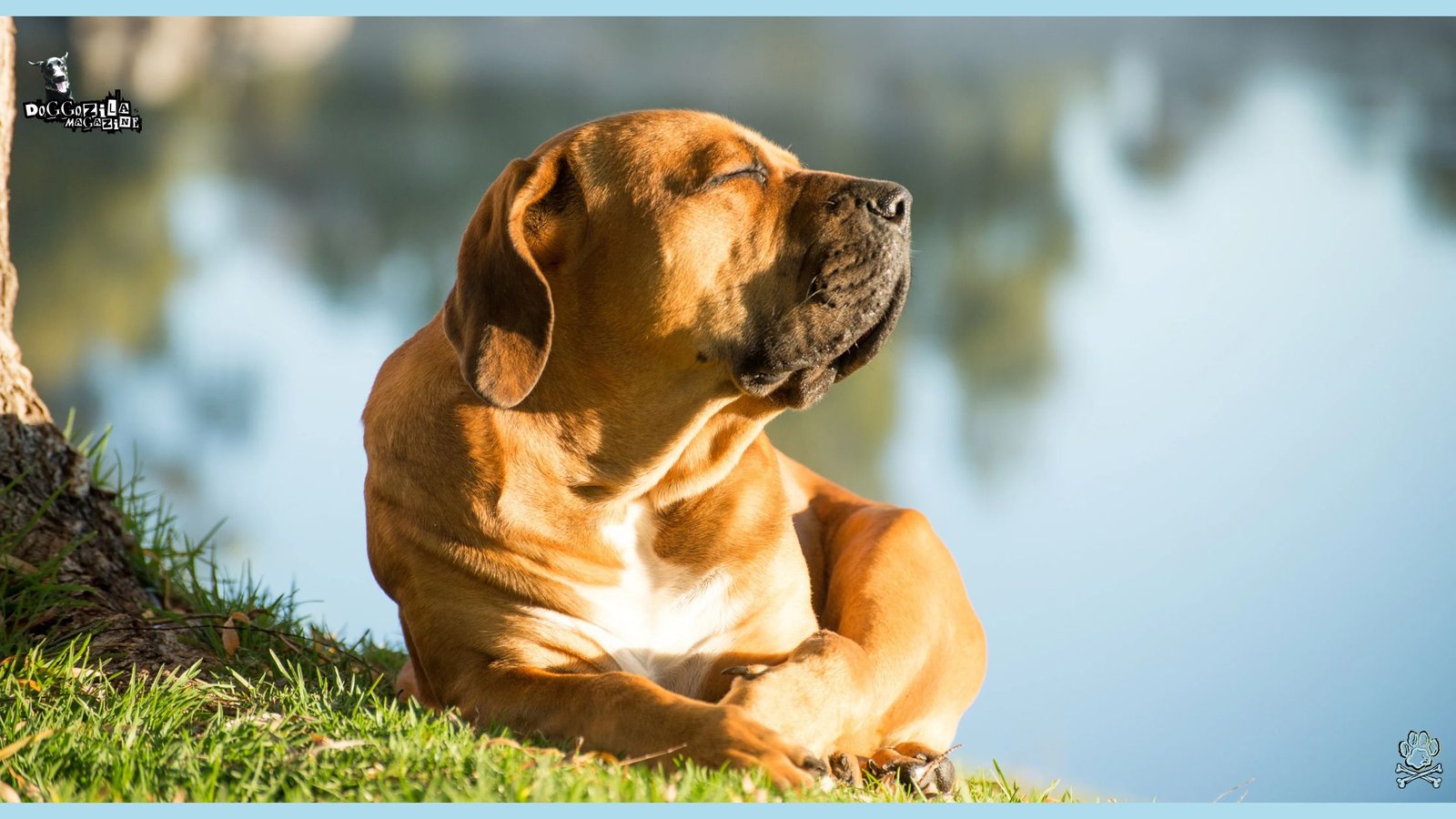 funny dog enjoy the sun in the grass by the lake