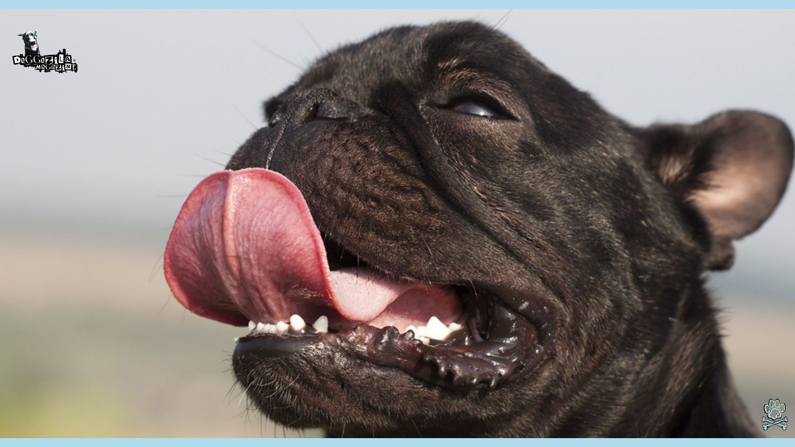 cute little pug panting on the hot sun
