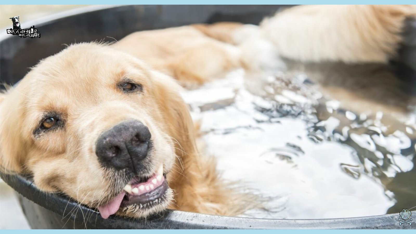 golden retriever enjoying in his water pool