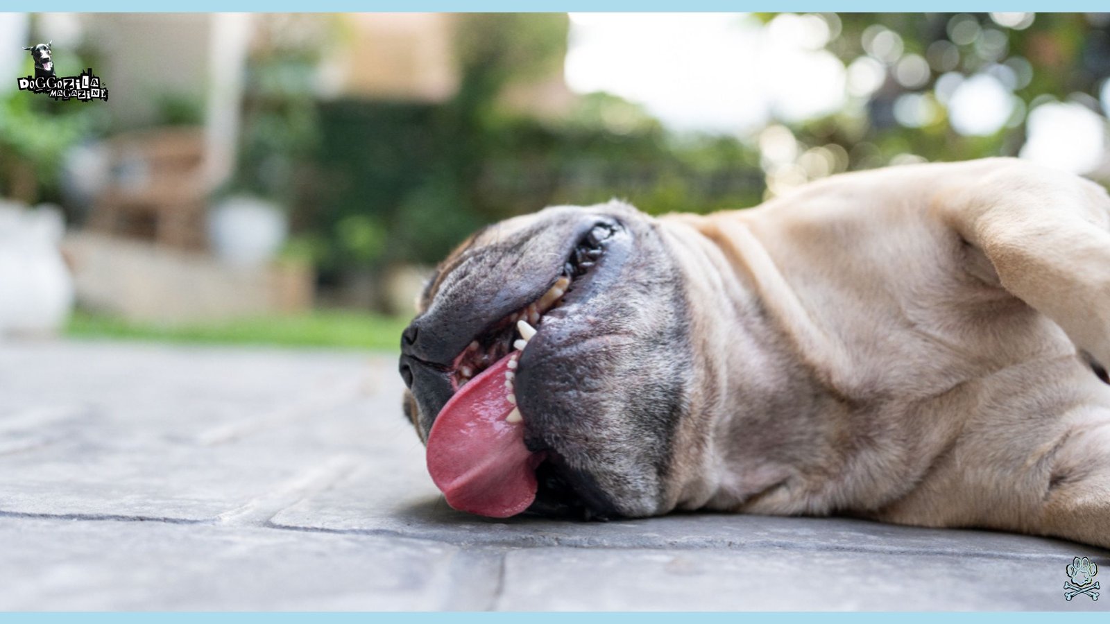 cute little pug panting on the hot sun