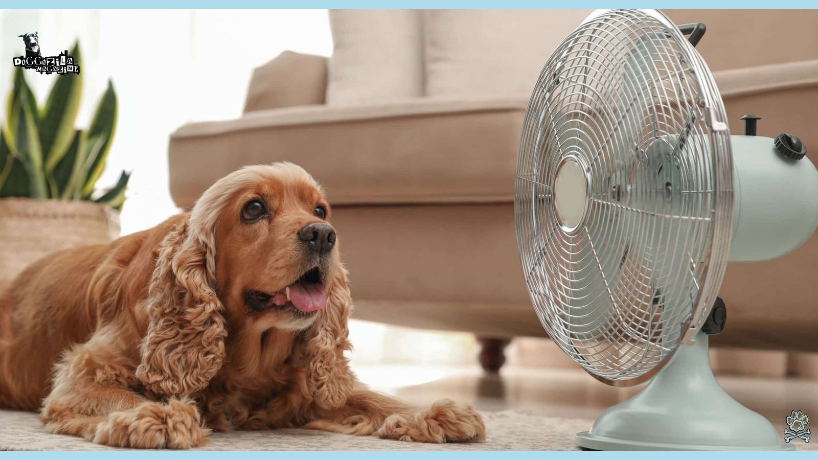 cute beagle cooling himself in front of the fan