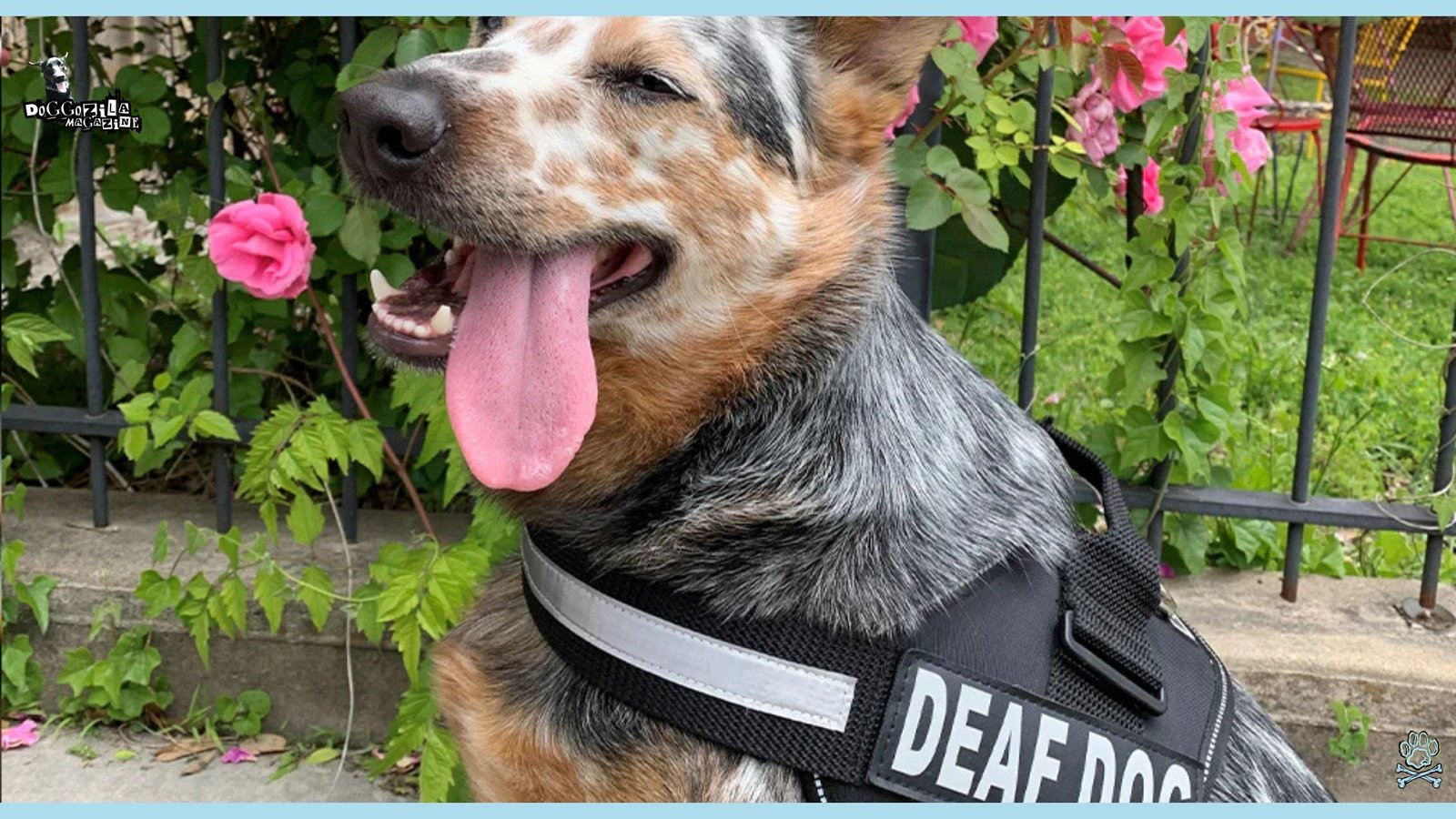 cute dog that lost his hearing