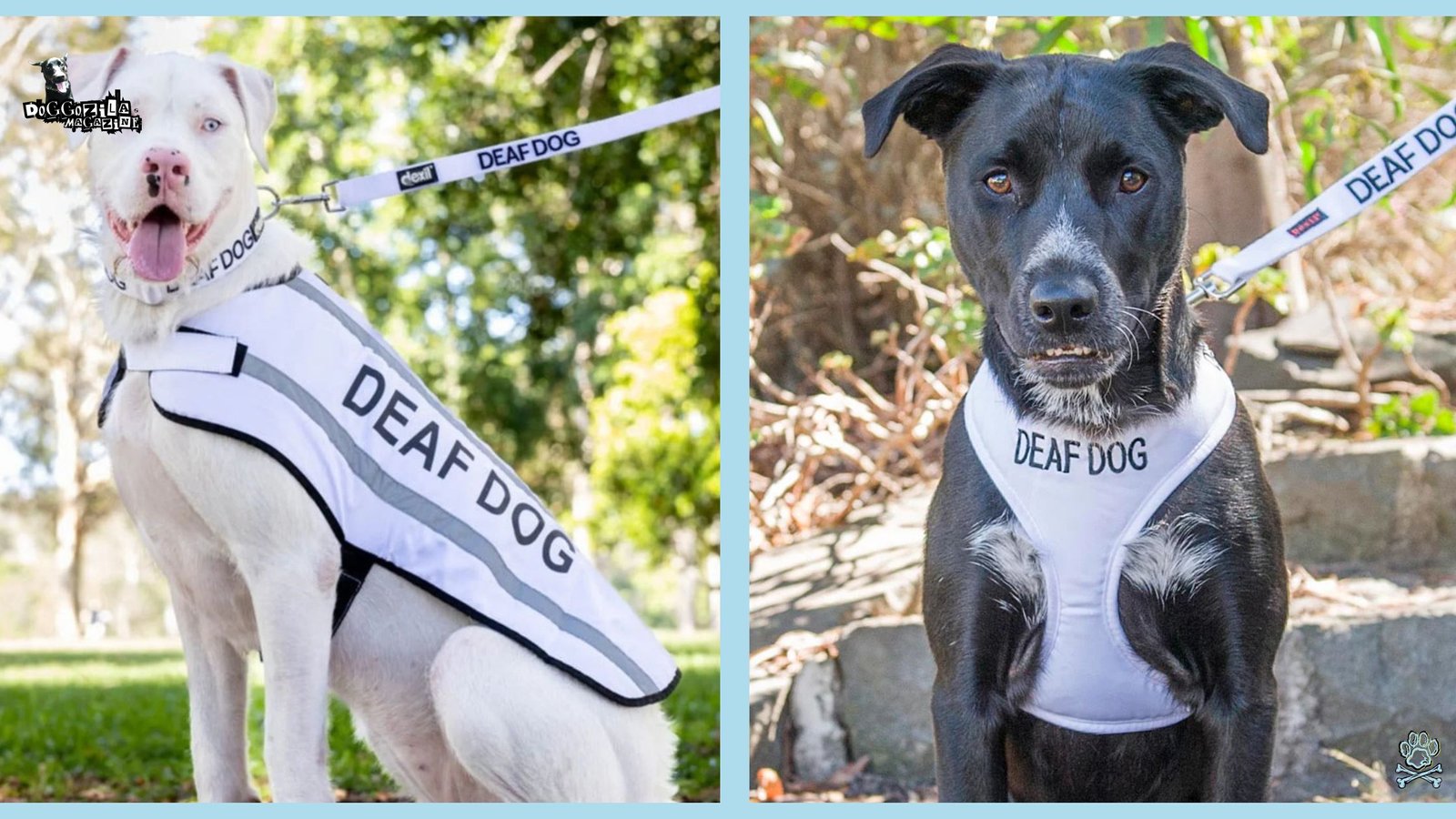 gear for deaf dogs