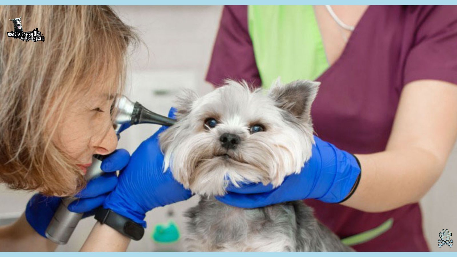 puppy on ear exam at the vet