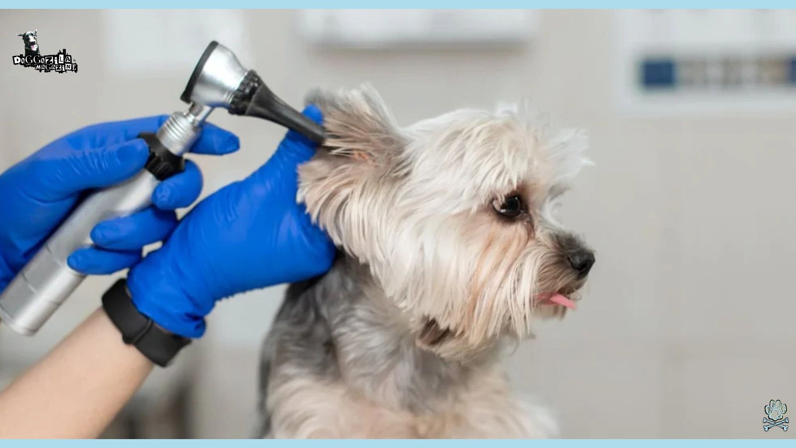 puppy on ear exam at the vet