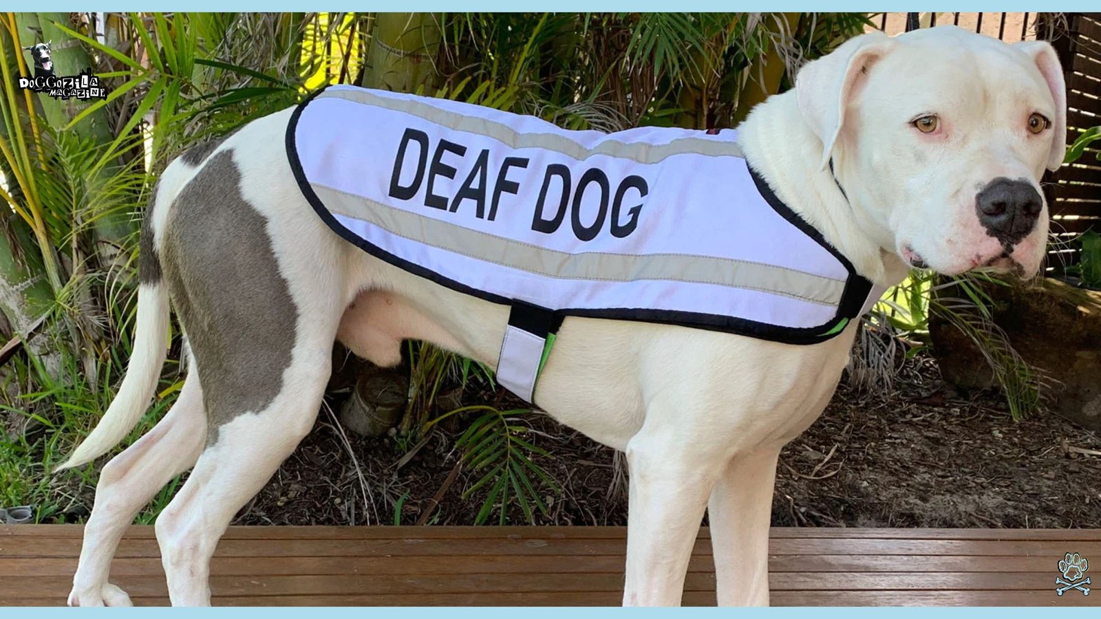 How To Live with A Deaf Dog