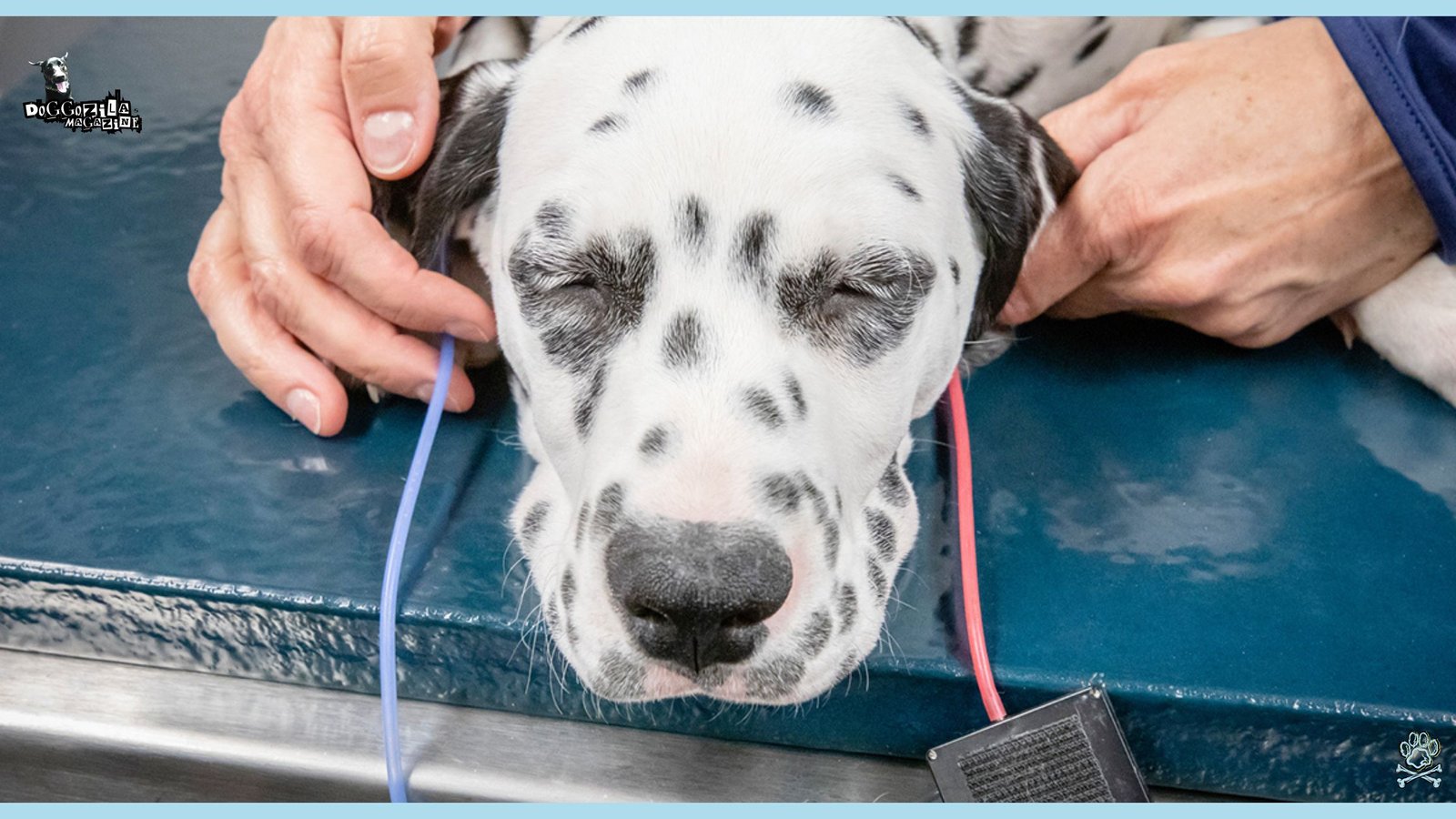 How To Live with A Deaf Dog