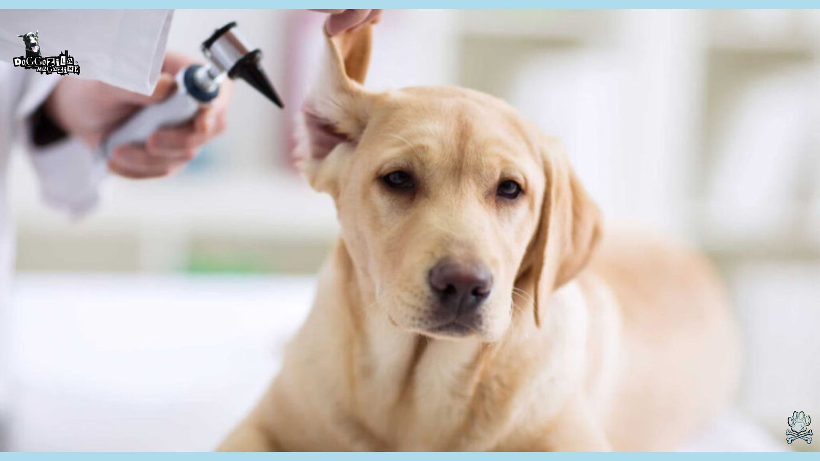 How To Live with A Deaf Dog