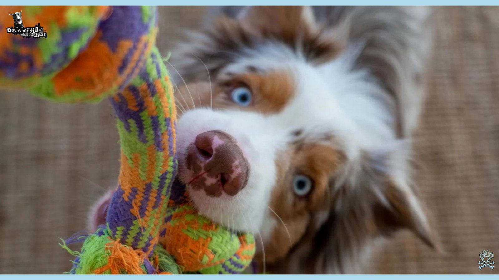 Teach Your Dog The Release Command
