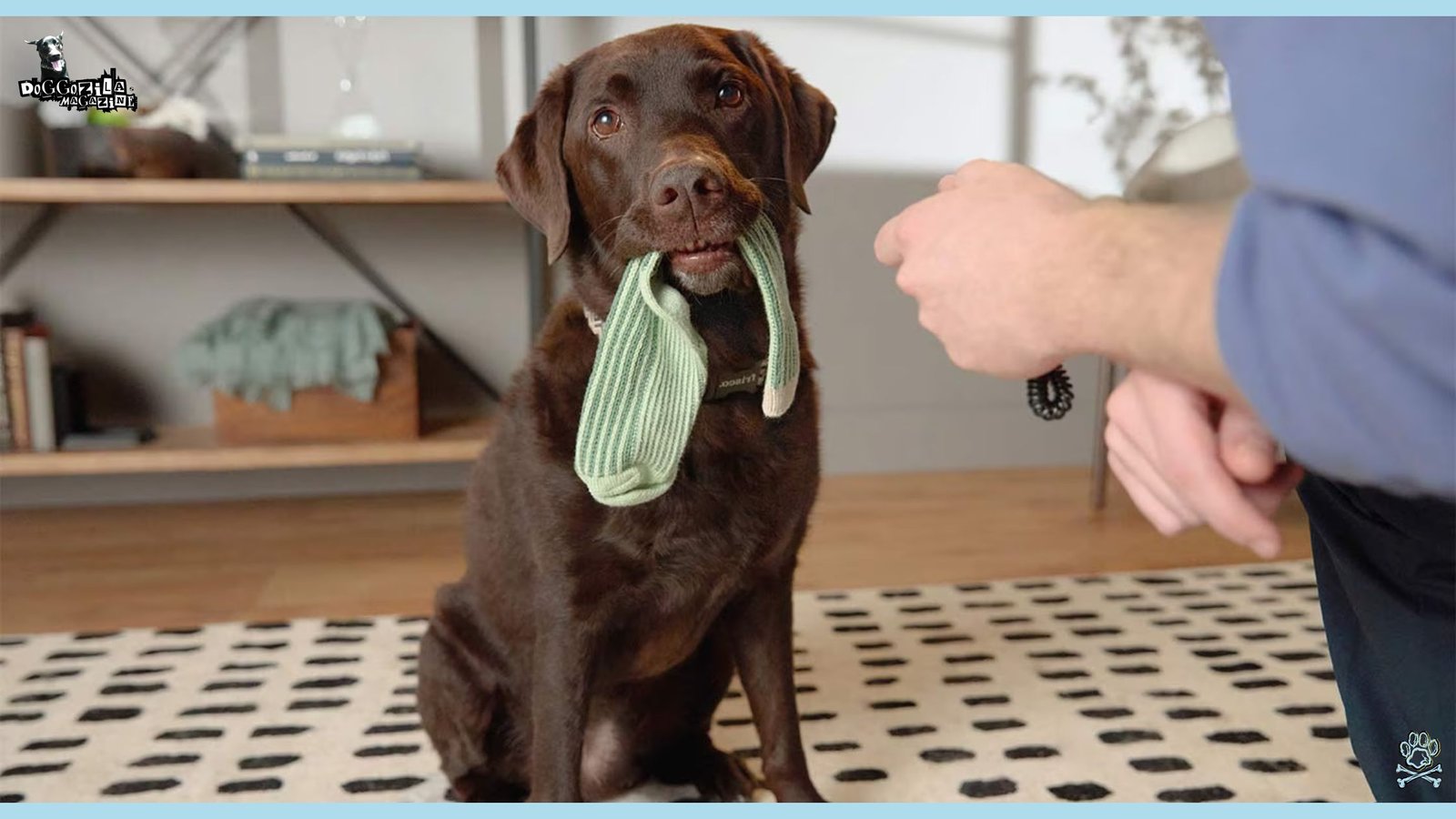 How To Train Your Dog To Drop It