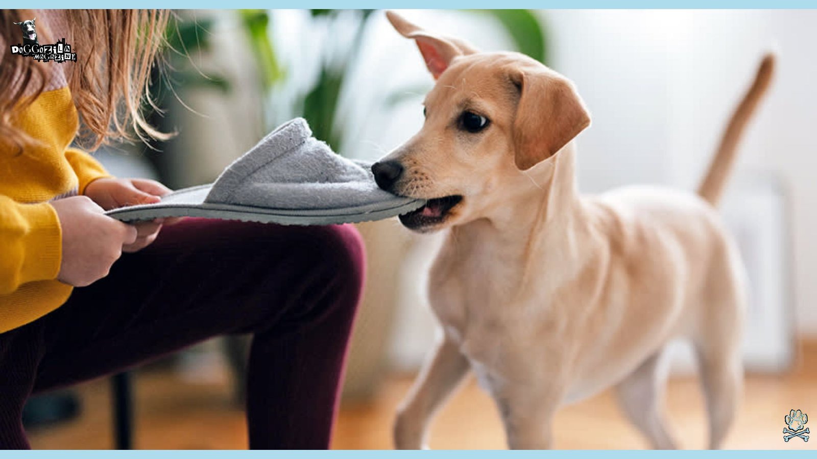 How To Train Your Dog To Drop It