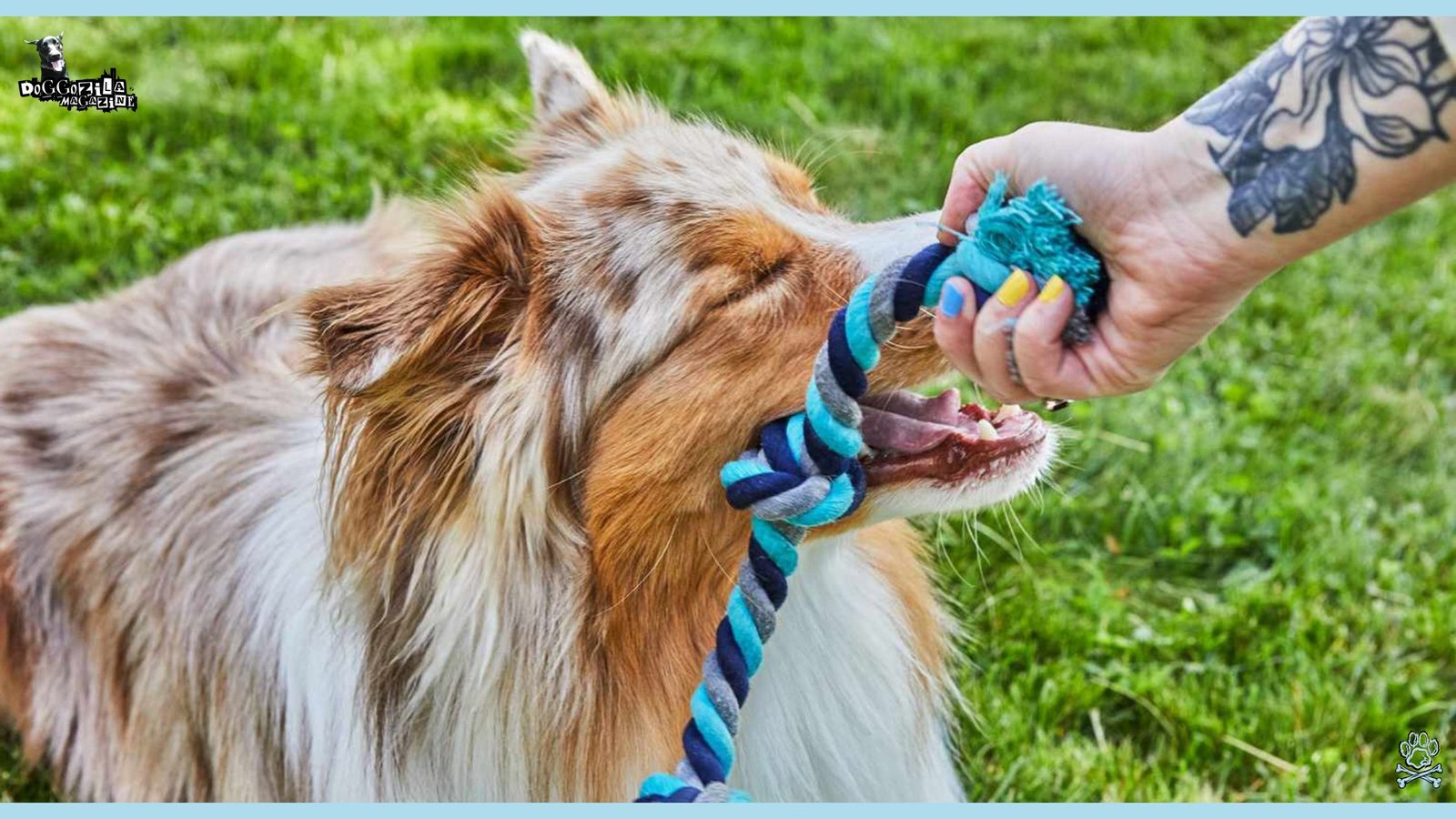 How To Train Your Dog To Drop It
