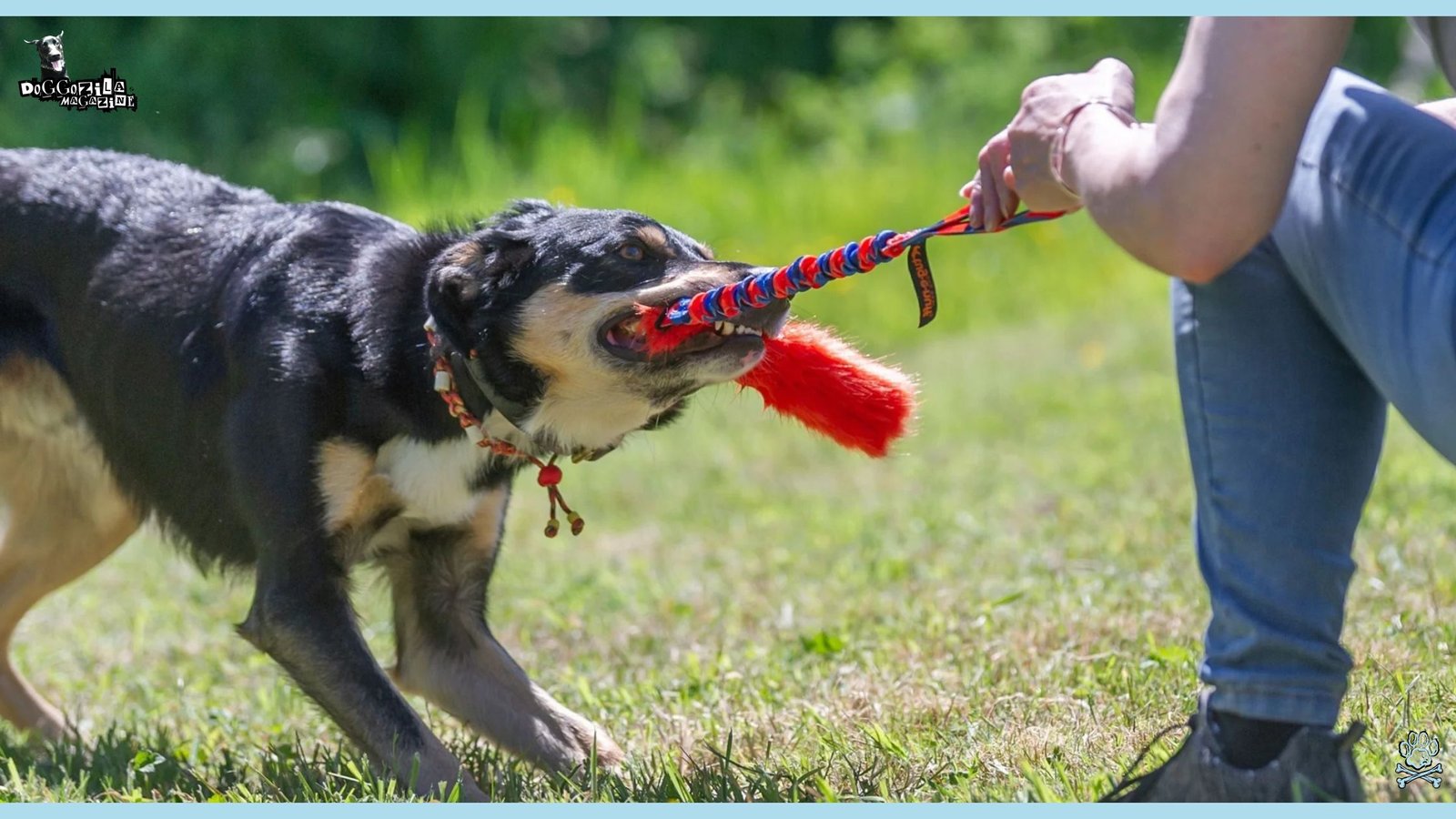 How To Train Your Dog To Drop It
