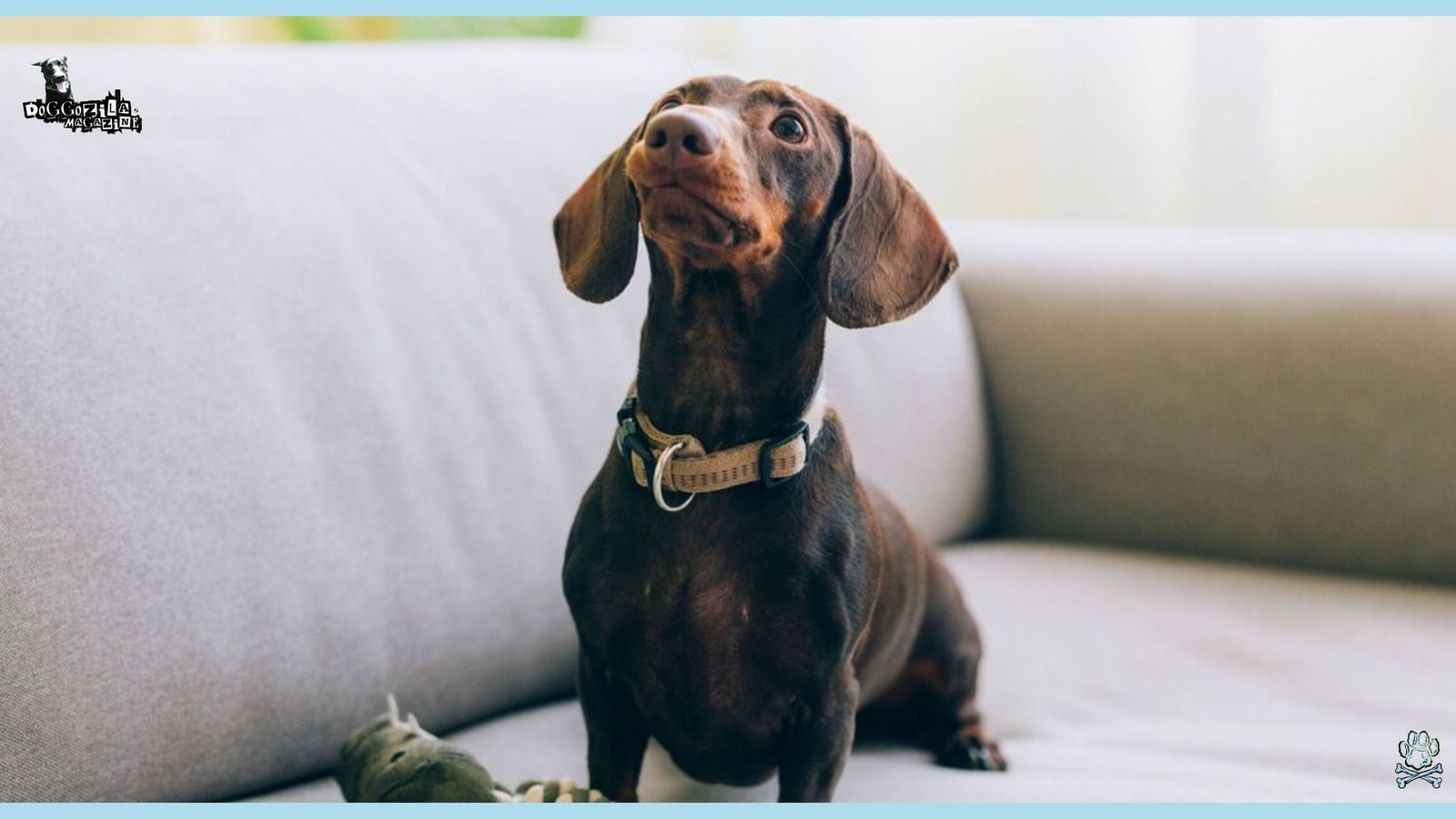 Did you know How do Dogs Apologize