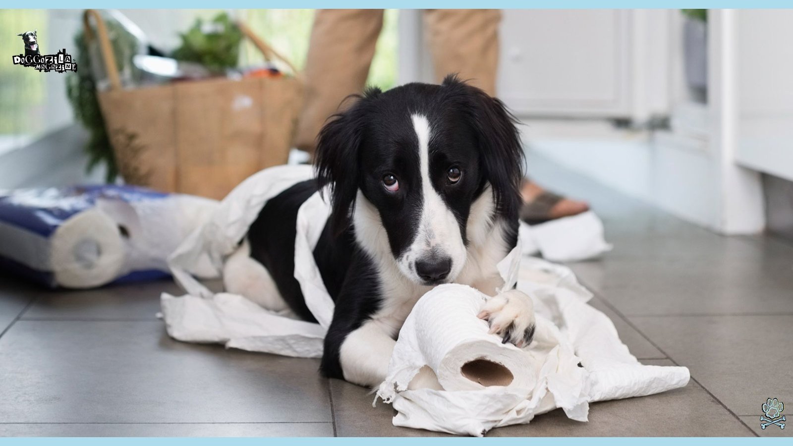 The guilty look when a dog makes something that shouldn't do