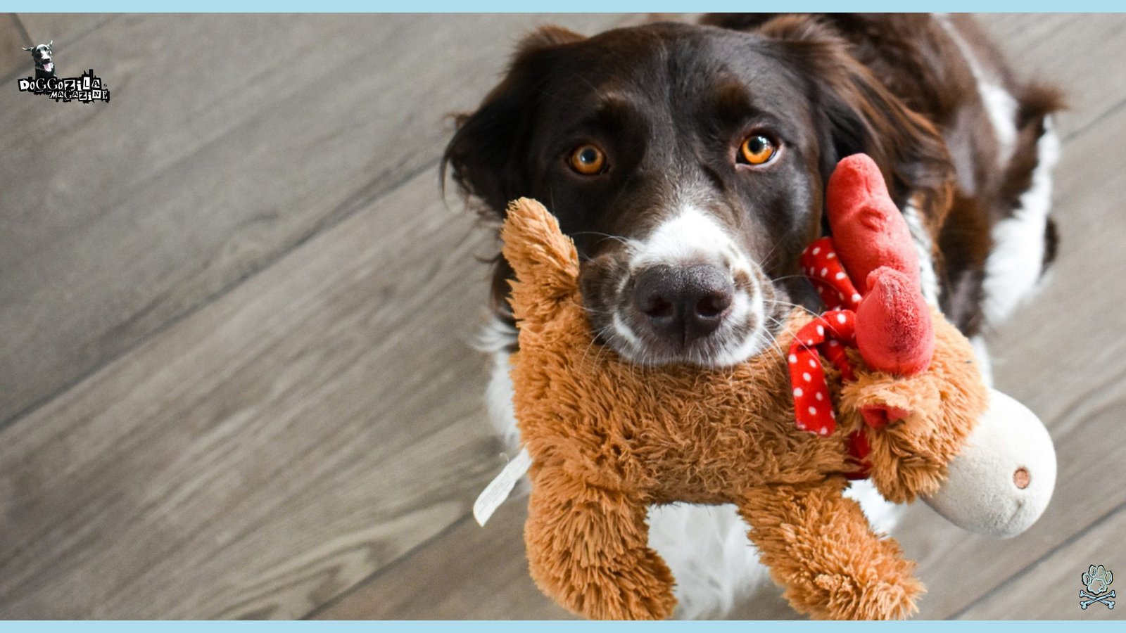 Dog offering his toy as a sign of apology and want to makes up to his human