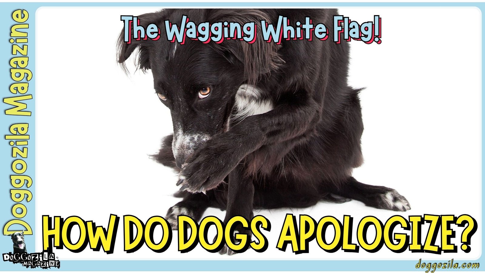 How do Dogs Apologize: The Wagging White Flag!