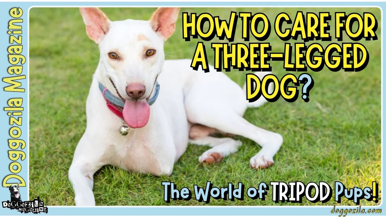 Learn How to Care for a Three-Legged Dog The Tripod Pups