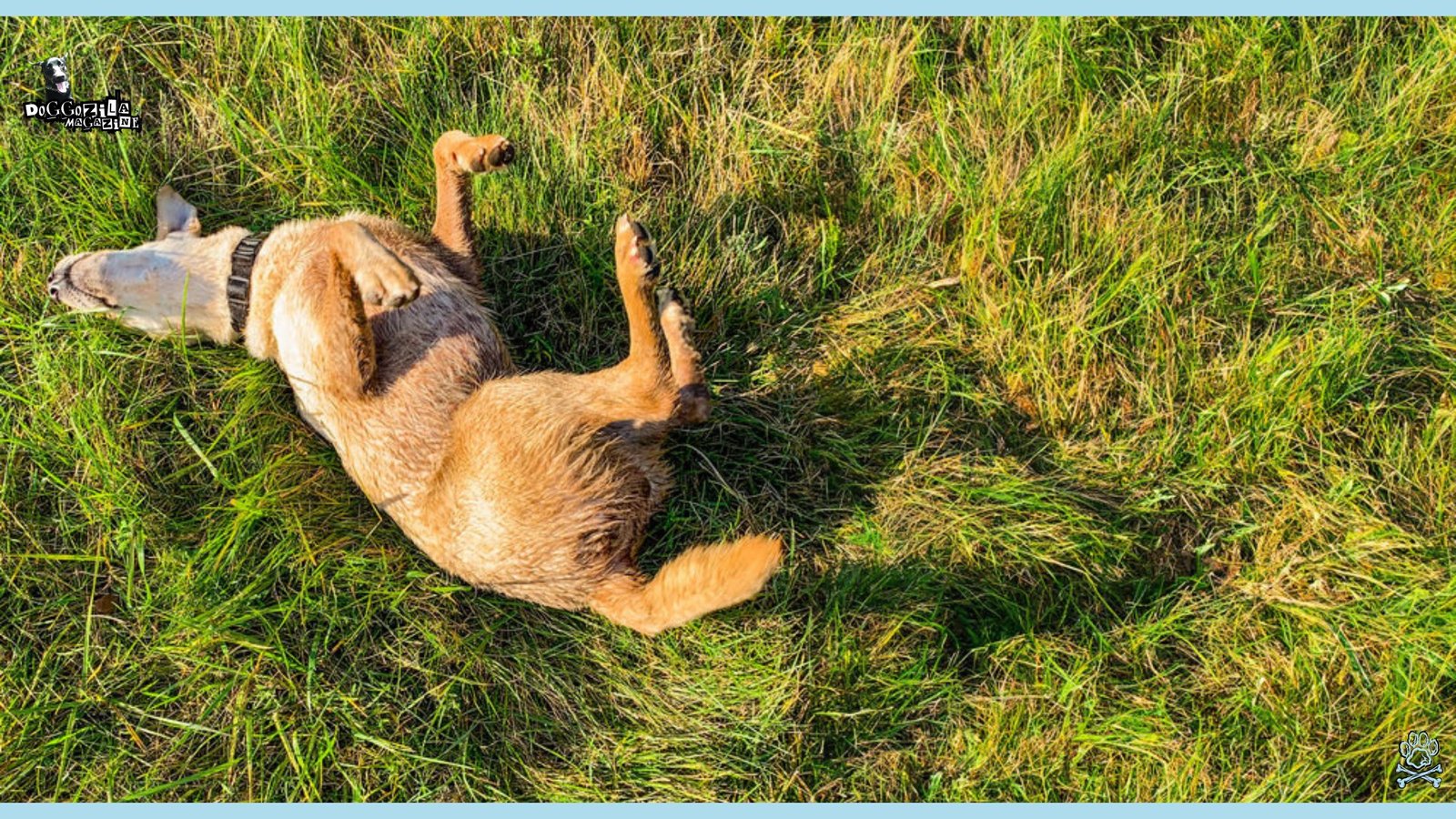 How to Teach Your Dog to Roll Over
