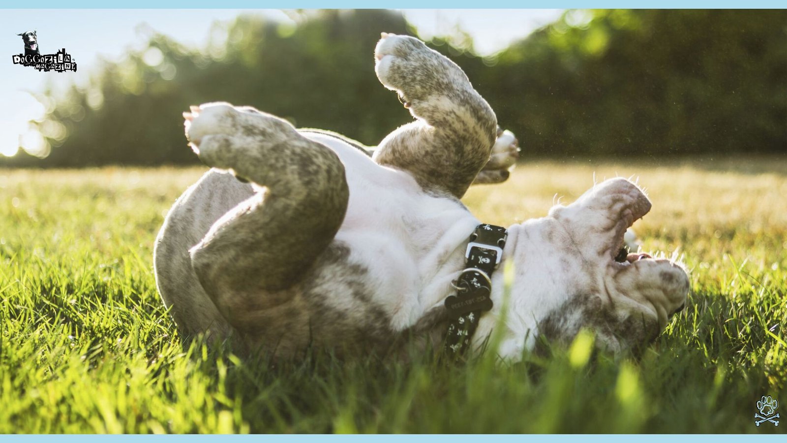 How to Teach Your Dog to Roll Over