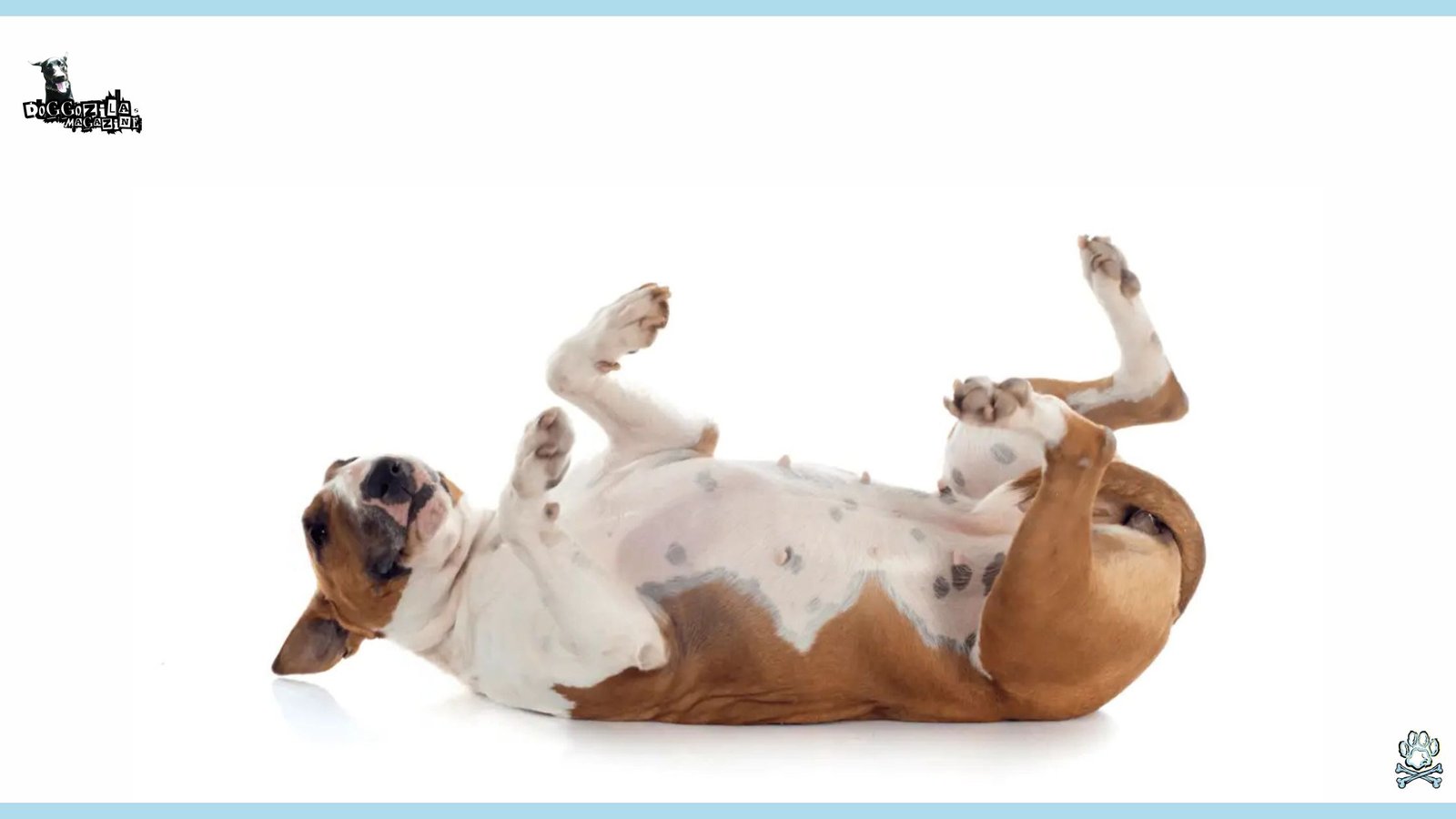 cute puppy laying on his back