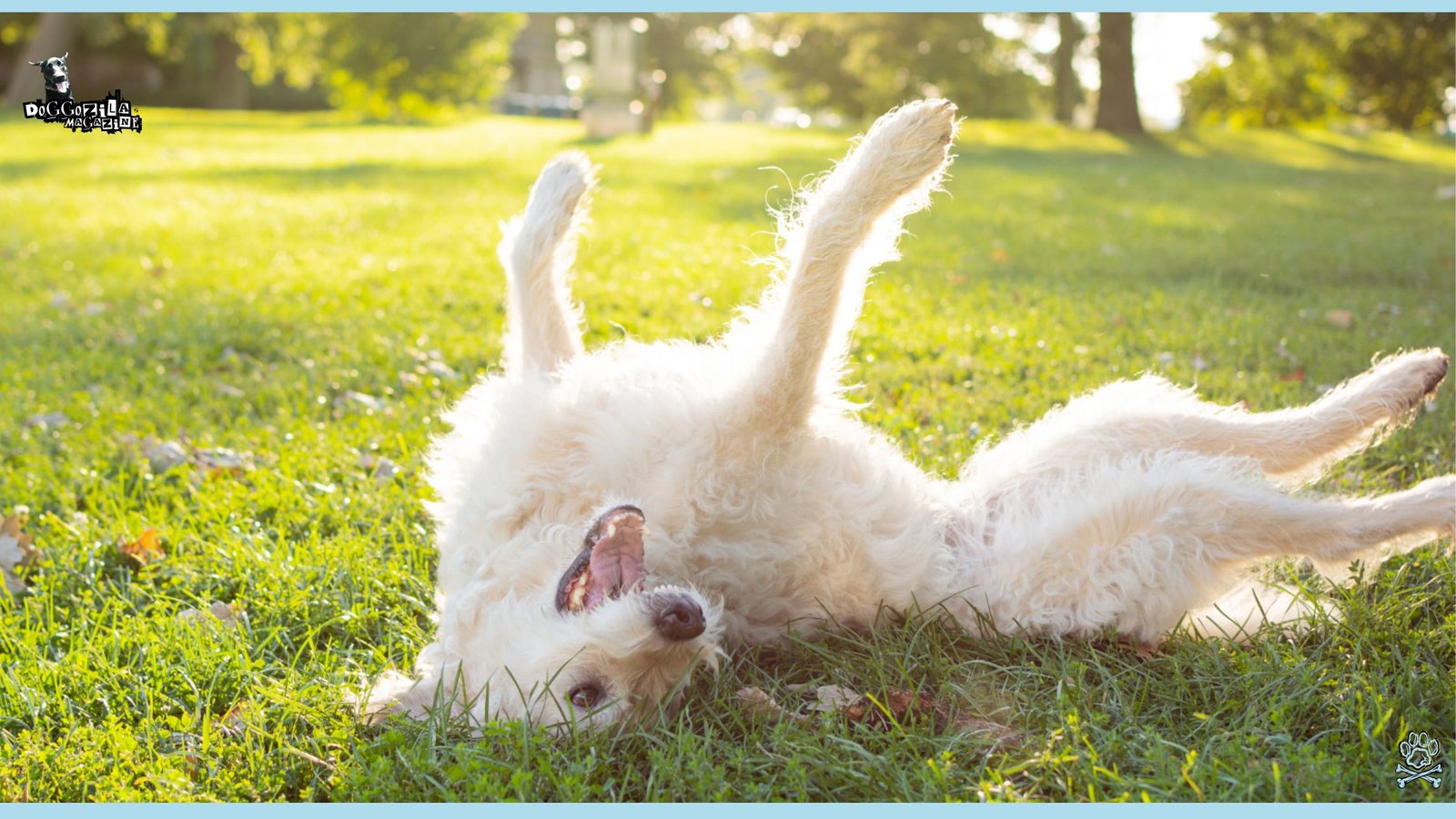 cute puppy laying on his back