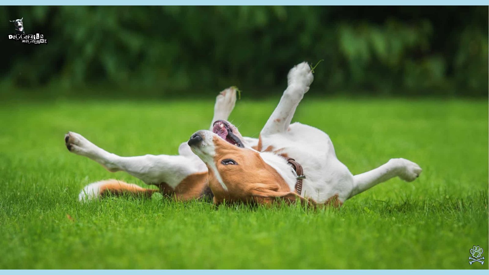 cute puppy laying on his back in the grass