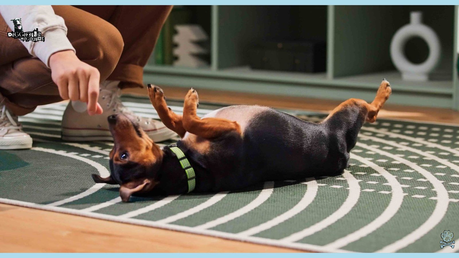 cute puppy laying on his back while eating a treat