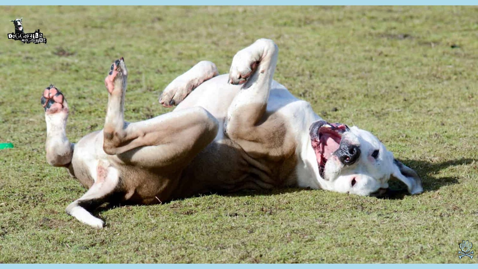 How to Teach Your Dog to Roll Over