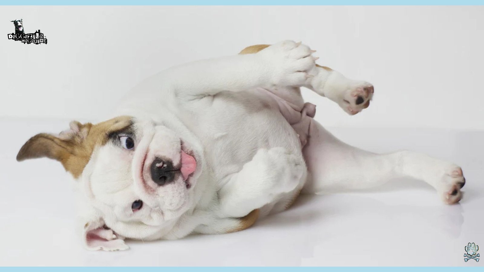 How to Teach Your Dog to Roll Over