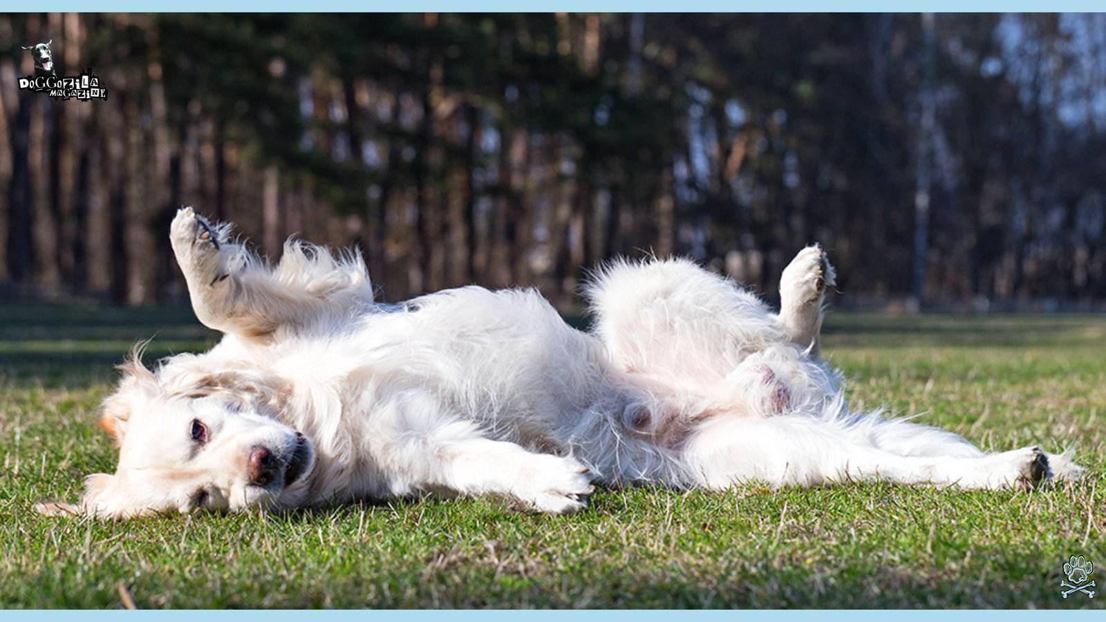 How to Teach Your Dog to Roll Over