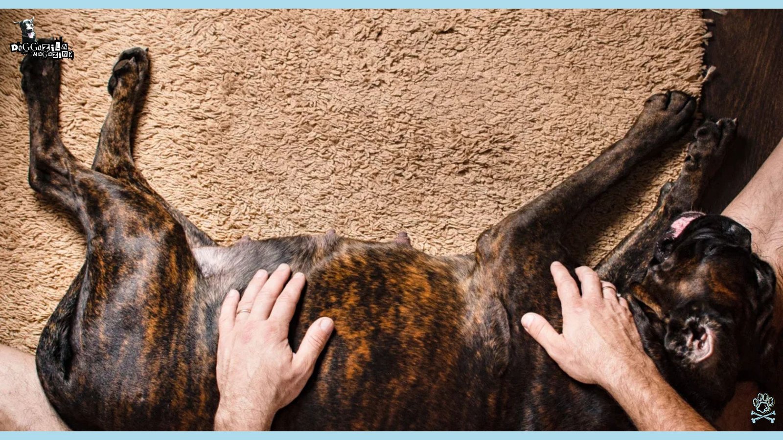 Phantom Pregnancy in Dogs-When Your Dog’s Pregnancy Isn’t Real