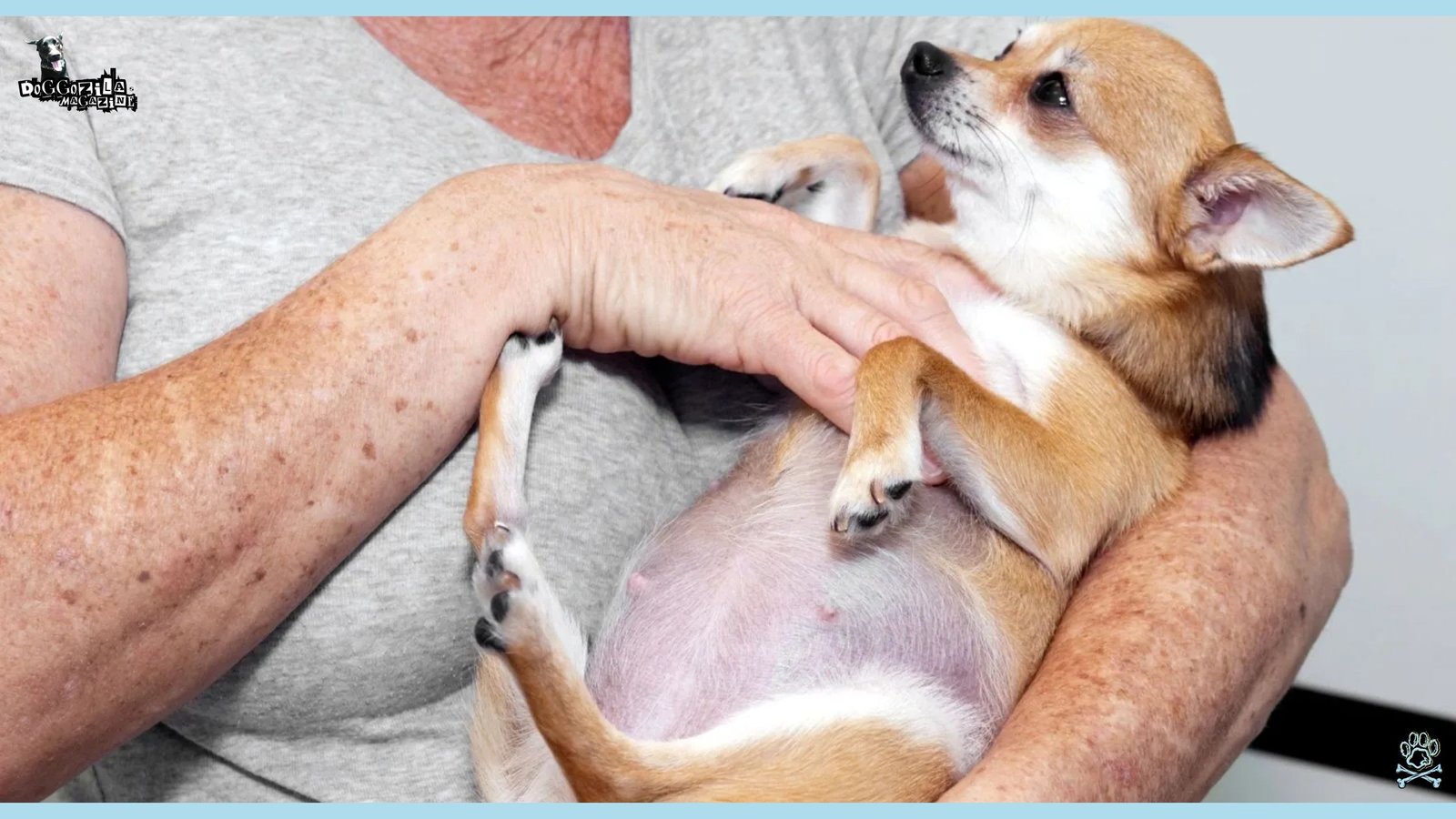Phantom Pregnancy in Dogs-When Your Dog’s Pregnancy Isn’t Real