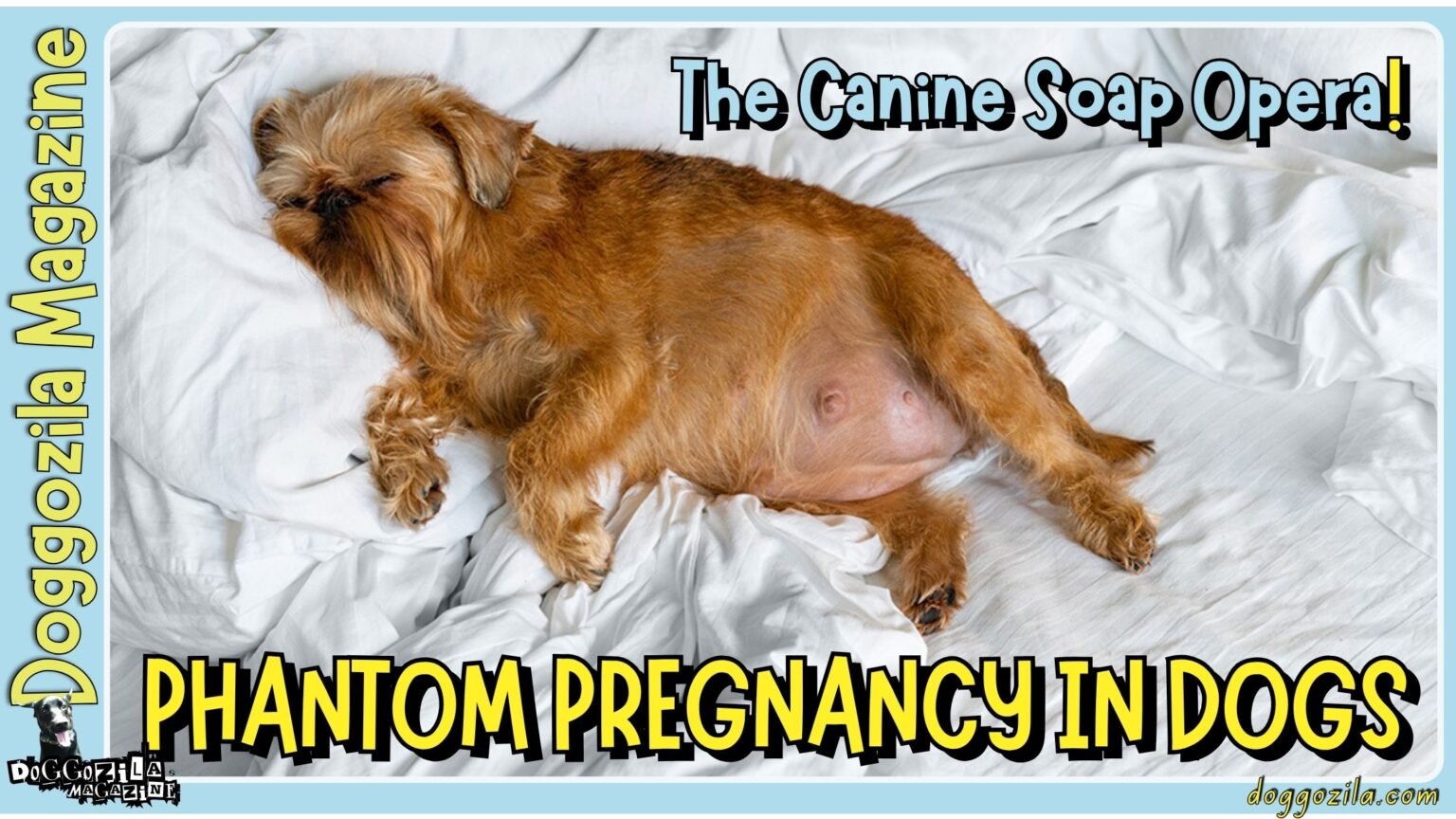 Phantom Pregnancy in Dogs-When Your Dog’s Pregnancy Isn’t Real