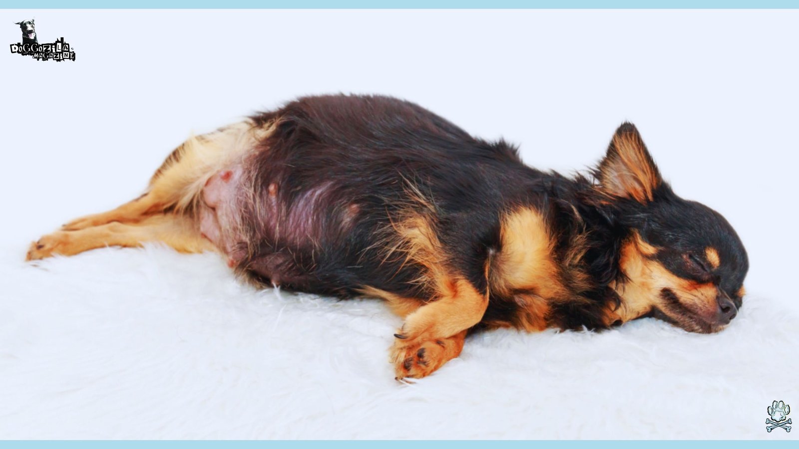 pregnant little puppy asleep