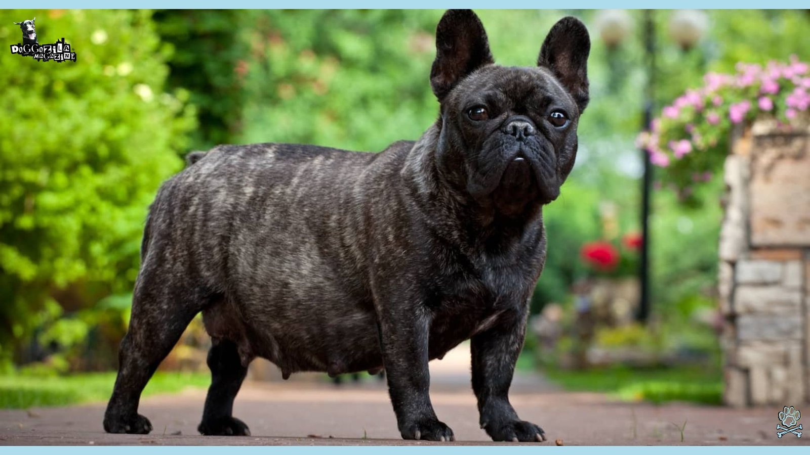pregnant little puppy